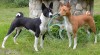 Basenji štěňata 404925_t.jpg