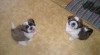 Prodám Shih-tzu s PP 405898_t.jpg