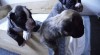 Boxer štěňata na prodej 406795_t.jpg