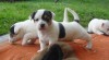 Jack Russel teriér - prodám štěňata JRT 407872_t.jpg