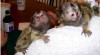 Marmoset Opice Pro Prodej 409545_t.jpg