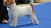 Jack Russell Teriér - s PP 410696_t.jpg
