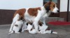 KOOIKERHONDJE 410726_t.jpg