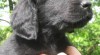 Prodám štěňátka Flat Coated Retrieverů 411127_t.jpg