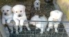 Labrador retriever s PP 412031_t.jpg