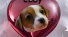 Jack Russell Teriér - s PP 412617_t.jpg
