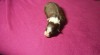Border collie s PP 413354_t.jpg