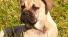 Perro de Presa Mallorquin, CaDeBou 413463_t.jpg