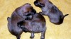 Štěňata BO malinois, pracovní krev 413562_t.jpg