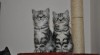 Britská koťátka Whiskas s PP k odběru ihned 413659_t.jpg