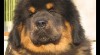 Tibetská doga 41382_t.jpg