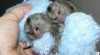 Marmoset Opice Pro Prodej 413873_t.jpg