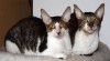 Cornish Rex s PP 414045_t.jpg