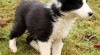 Border kolie s PP 414055_t.jpg