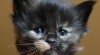Maine Coon - mainská mývalí koťátka s PP 414070_t.jpg