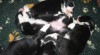 BEARDED COLLIE 414723_t.jpg