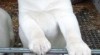Labrador retriever s PP 414728_t.jpg