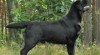 Labrador, štěňata ze zahraničního krytí. 414741_t.jpg