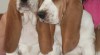 Bassethound 414929_t.jpg