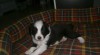 Border collie s PP 415003_t.jpg