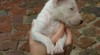Mini Bull teriérů štenata pro prodej 415099_t.jpg