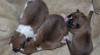 Basenji štěně 415554_t.jpg