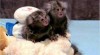 Marmoset Opice Na Prodej 416276_t.jpg