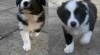 Border collie s PP 416577_t.jpg