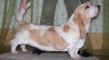Basset hound 41668_t.jpg