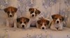 Jack Russell teriér - krásná štěňátka s průkazem původu FCI 417582_t.jpg