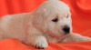 Zlatý retrívr - golden retriever s PP 419668_t.jpg
