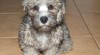 Dandie Dinmont terier- Dandík 421073_t.jpg