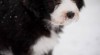 Bearded Collie 421254_t.jpg