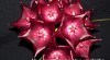 Voskovka (Hoya sp., Waxplant for sale) 421288_t.jpg