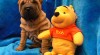 Šarpej - shar-pei Zmuchlaný parťák 42181_t.jpg