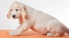 Zlatý retrívr - golden retriever s PP 422773_t.jpg