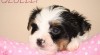 Biewer terrier 422979_t.jpg