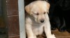 Labrador retriever štěňata ze zahraničního krytí 423039_t.jpg