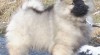Keeshond / německý špic vlčí prodám štěňata s PP po kvalitních rodičích 423233_t.jpg