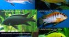 Cichlidy - Tlamovci - jezero Malawi 423300_t.jpg