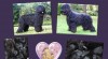 BRIARD-štěňata-skvělé spojení výjimečných rodičů 423893_t.jpg
