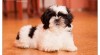Shih Tzu štěňátka ( shi-tzu, si-cu, si-tzu, shitzu ) 424420_t.jpg