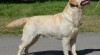 Labradorský retrívr – žlutá štěňátka s PP 424850_t.jpg