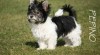 Biewer Yorkshire Terrier 425550_t.jpg