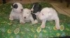 Mini bull teriér štěňata Pro prodej 428176_t.jpg