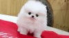 krásné Pomeranian štěňata 428321_t.jpg