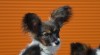 Papillon - štěňátko - holčička 429189_t.jpg