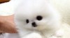 Pomeranian štenatá zdarma 429702_t.jpg