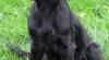 Prodám Flat Coated Retrievera 429715_t.jpg