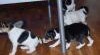 štěňátka Jack Russell Teriéra 43003_t.jpg